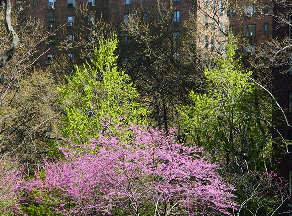 colors of spring outburst.jpg