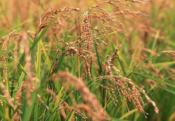 rice stalks.jpg