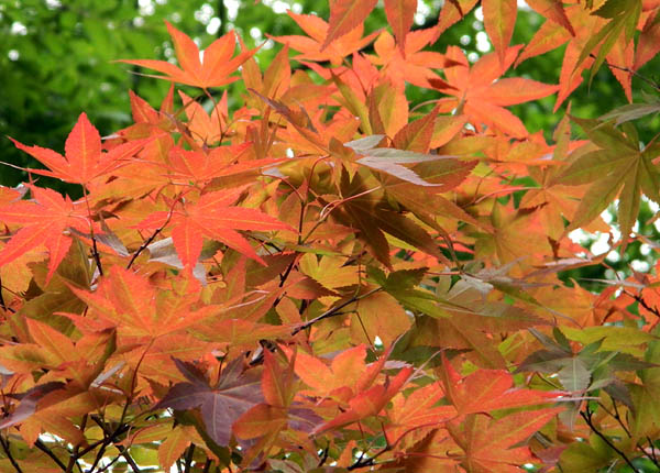 maple leaves.jpg