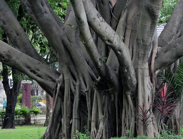 banyan tree.jpg