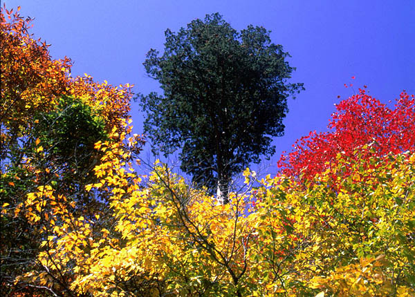 akazawa foliage.jpg