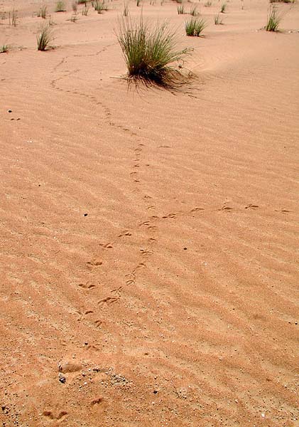 desert tracks.jpg