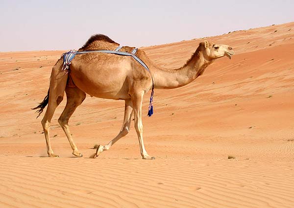 Camel022.jpg