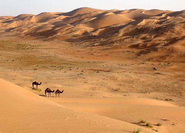 liwa dunes camels.jpg