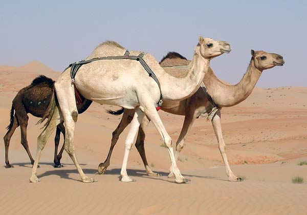 camels014.jpg