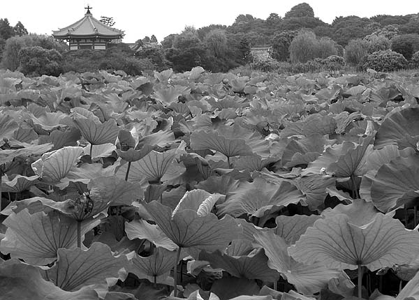 ueno park.jpg