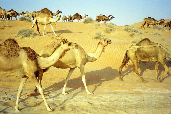 camels liwa.jpg