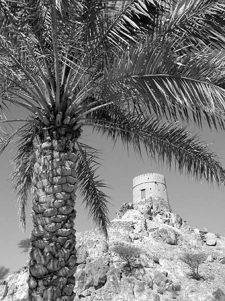 tower and palm.jpg