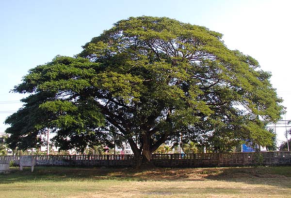 aran tree.jpg