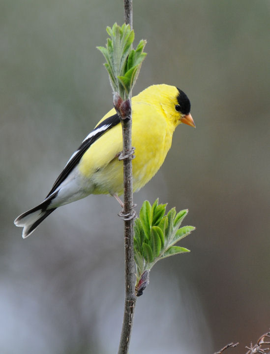 American Goldfinch 0408-1j  Yard