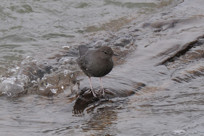 Dipper 0111-9j  Naches River