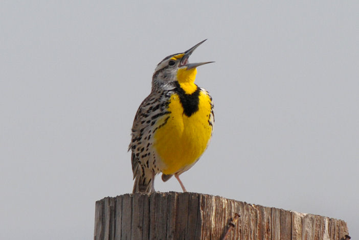 Western Meadowlark  0313-3j  Pumphouse Road