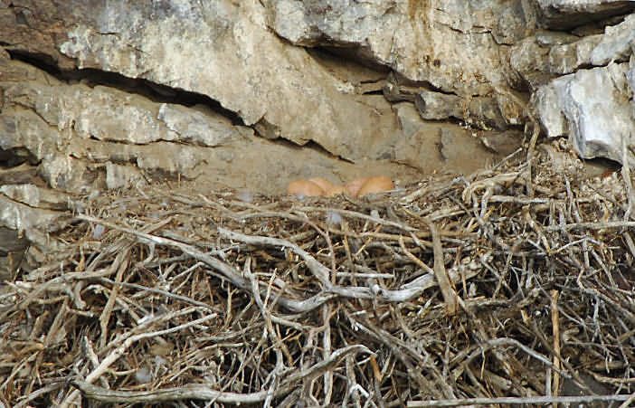 Prairie Falcon  Nest  0407-2j