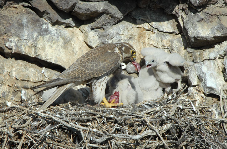 Prairie Falcon Feeding Chicks 0507-40j