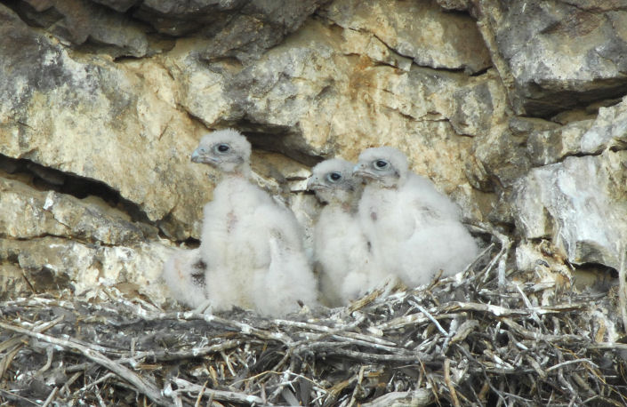 Prairie Falcon  Chicks  0607-10j