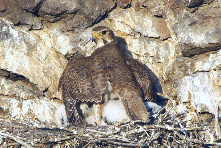 Prairie Falcon Shading Chicks 0607-14j