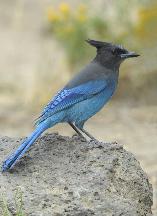 Stellers Jay 0907-1j  La Pine, OR