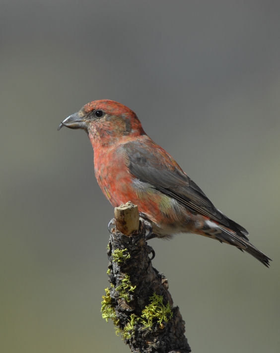 Red Crossbill  0907-14j  La Pine, OR