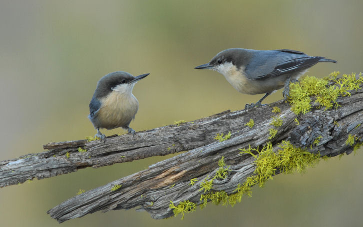 Pygmy Nuthatch Pair  0907-10j  La Pine, OR