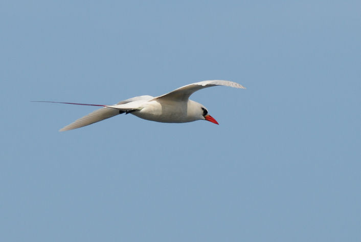 Red-tailed Tropicbird  0308-9j  Kilauea Point, Kauai