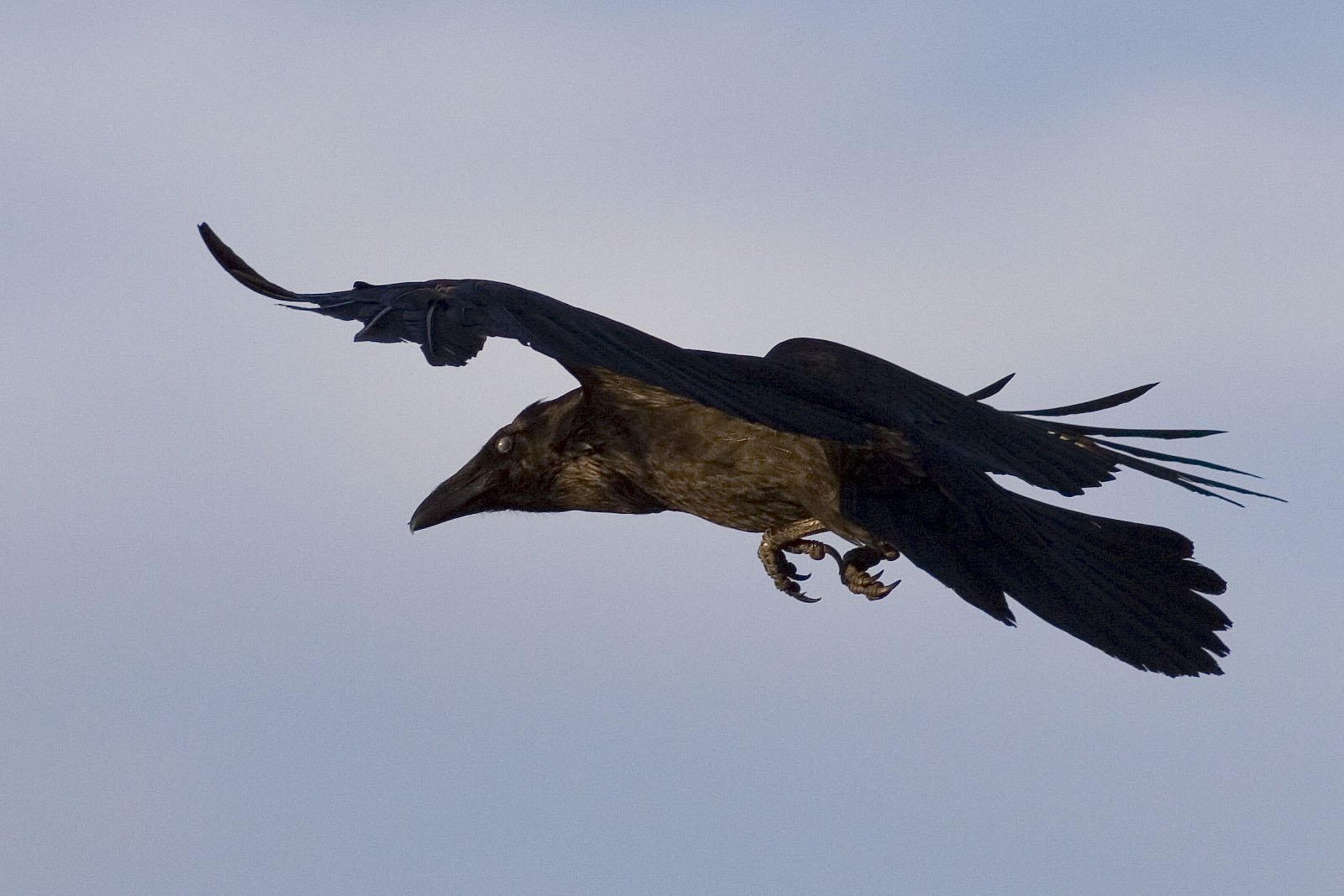 Side rear view of raven in flight