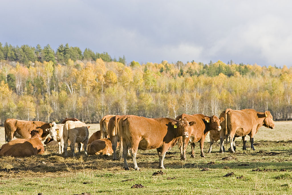 Cows west of Englehart