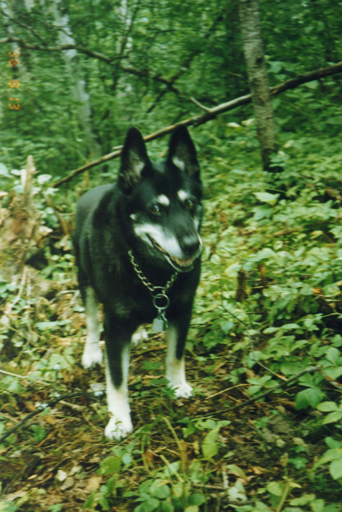 Shooter in the bush.JPG