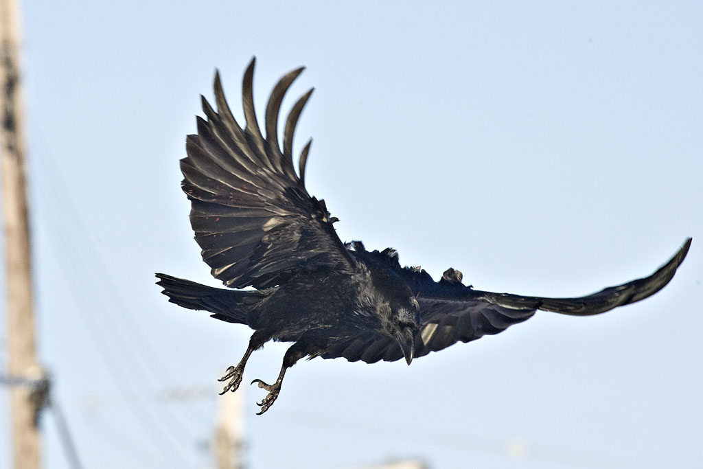 Landing, note red spots