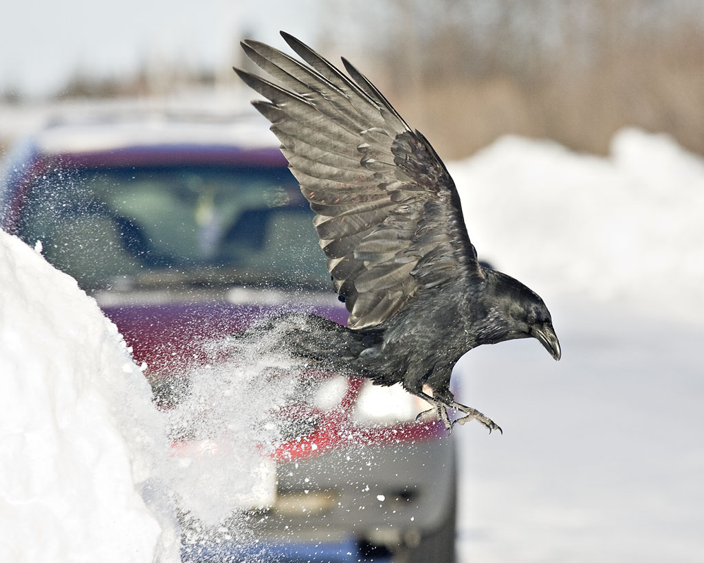 Brushing against a snow bank