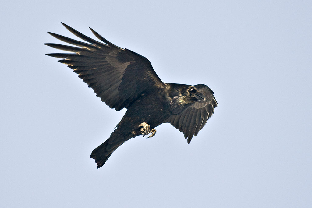 Landing