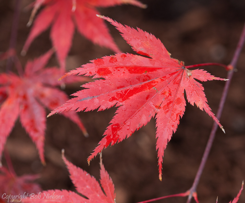 IMG_1642-Edit.jpg