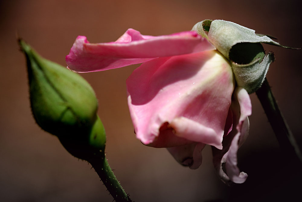 April 25 2007