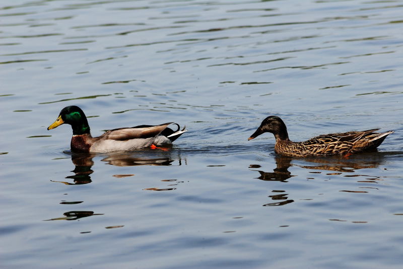 Duck, Lake Gladewater, 3-21-2009 (#3)