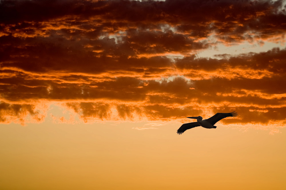 Pelican Sunset