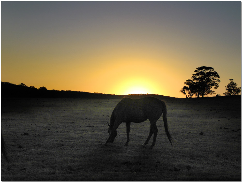 Horse Sunset