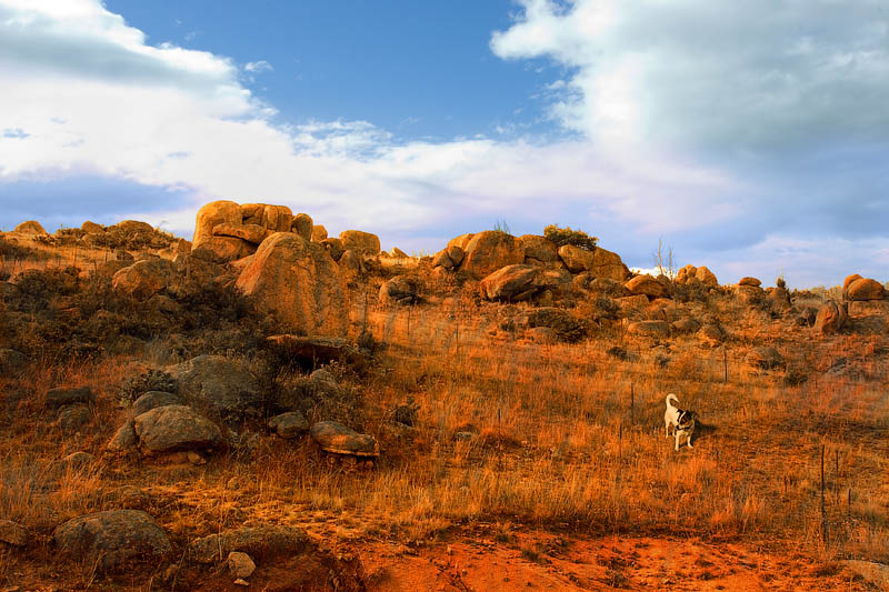 Red Dirt Dog