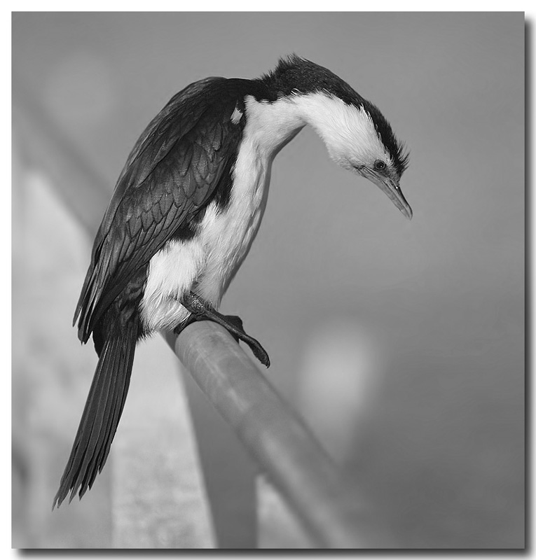 Cormorant 