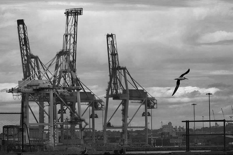 Container Crane Tern