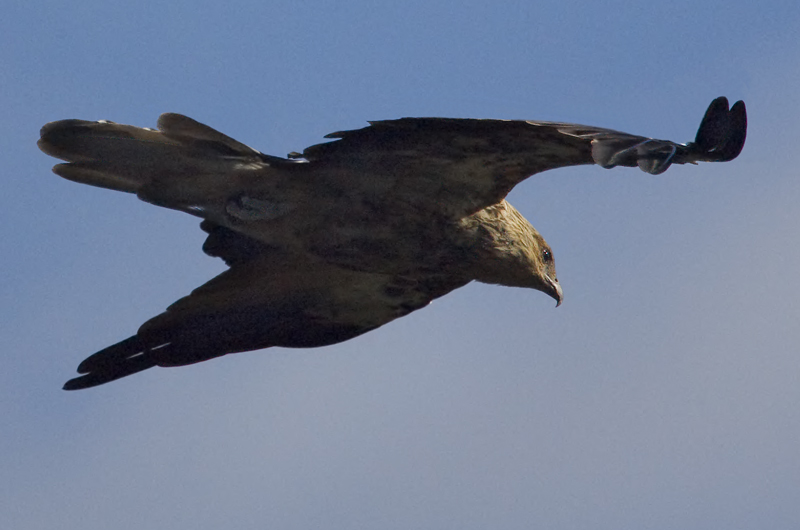Hawk ?... or Eagle?