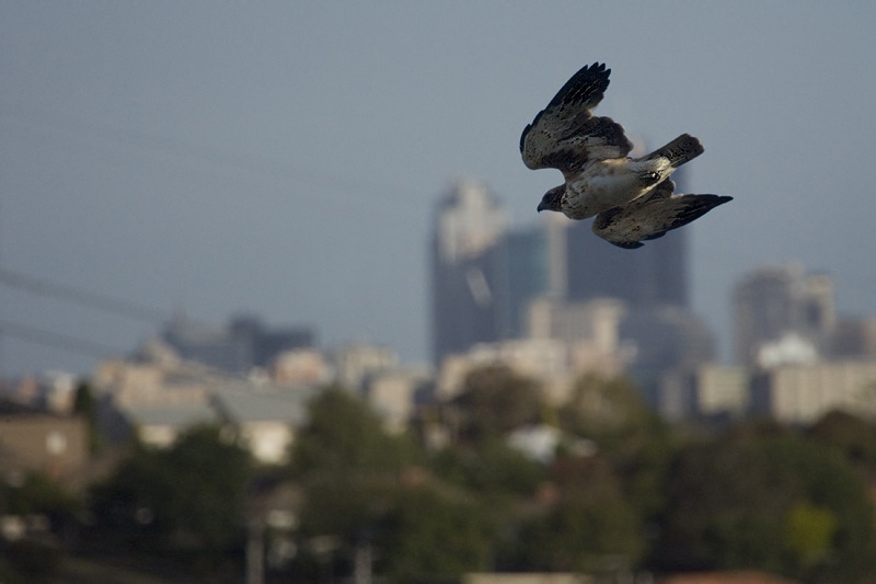 Hawk ?... or Eagle?