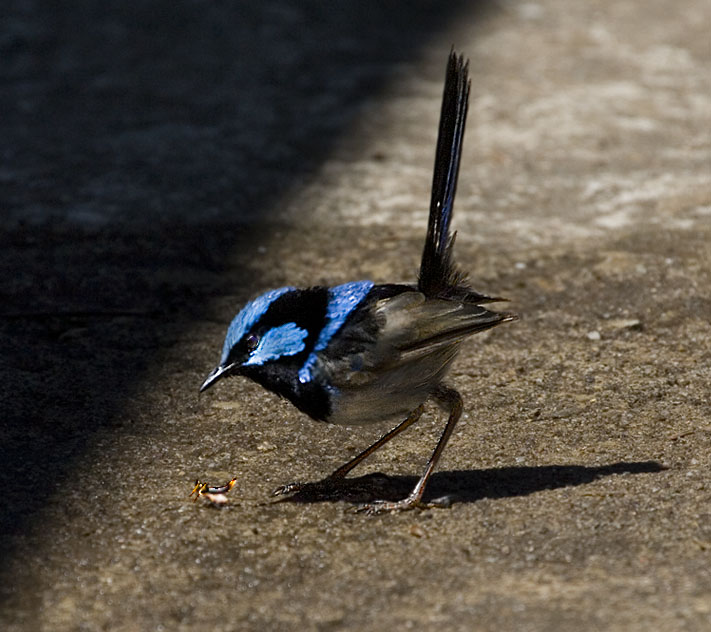 Superb Fairy-Wren(Malurus cyaneus)