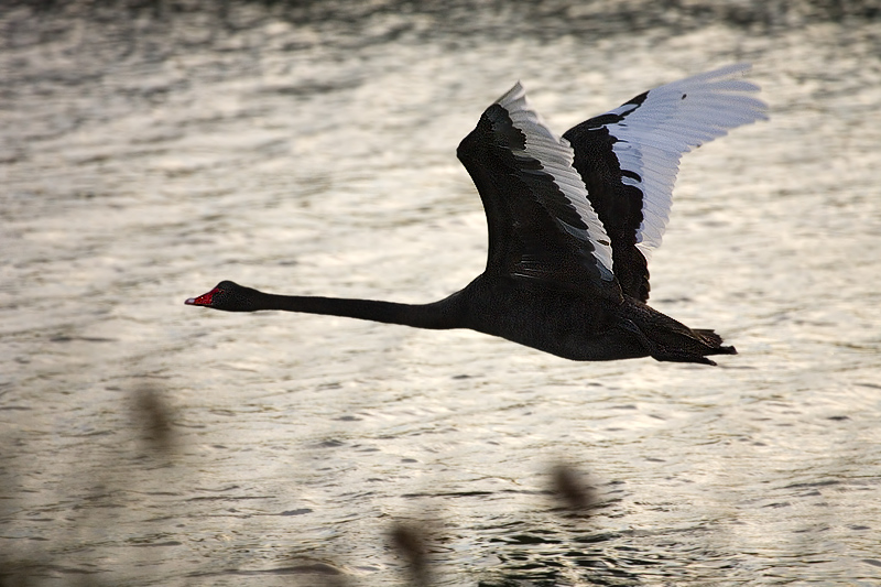 Black Swan