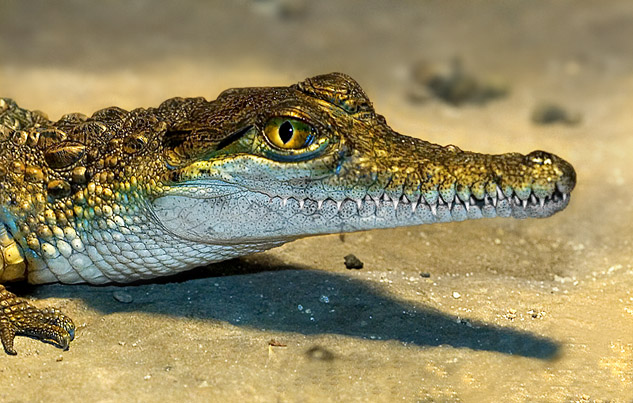 Croc.jpg