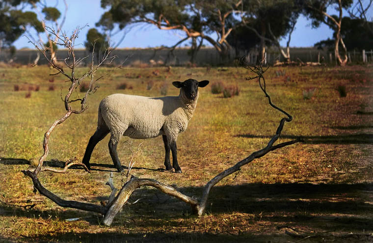 Baaaaa2.jpg