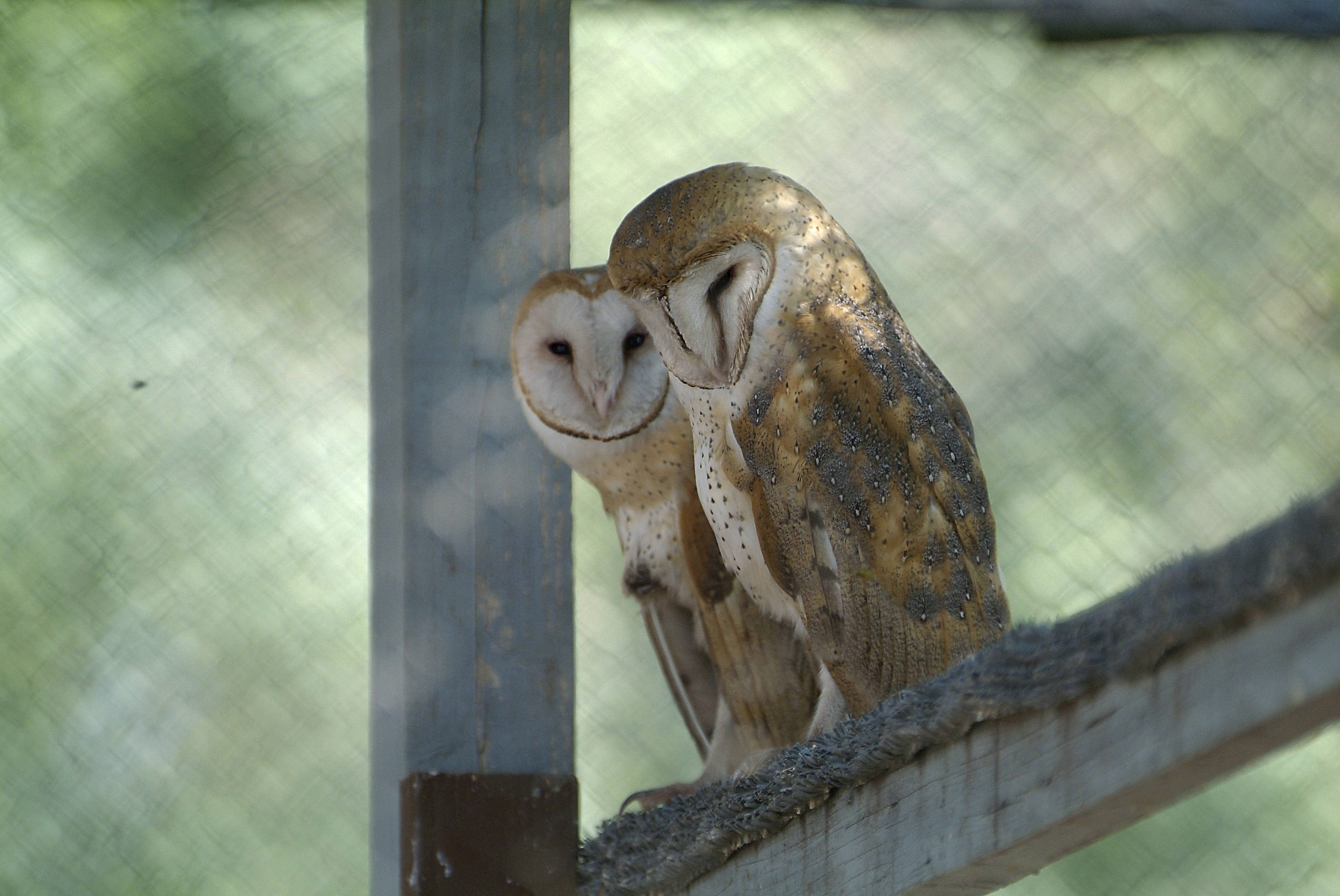 Owls.jpg