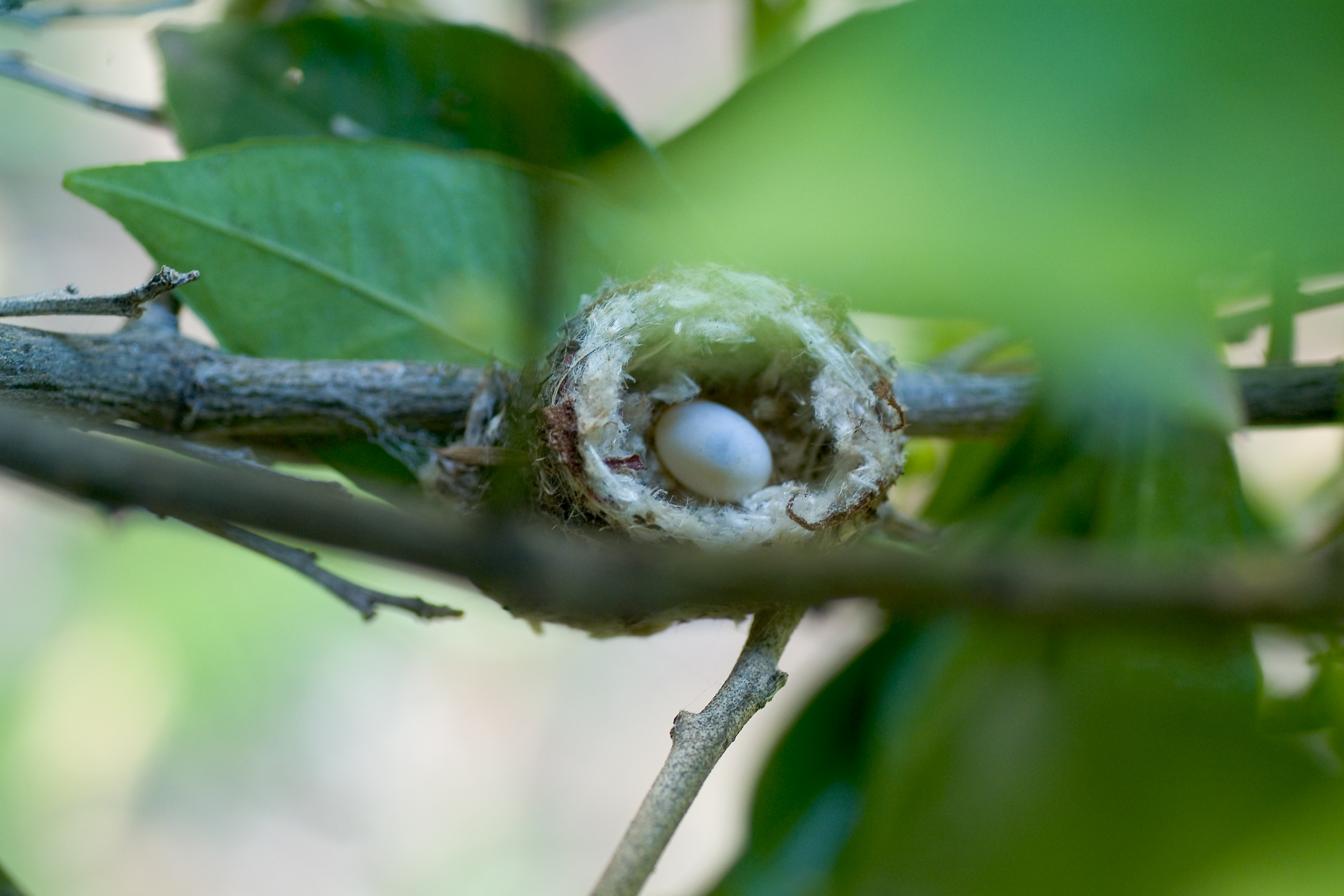 Hummingbird egg in nest.jpg