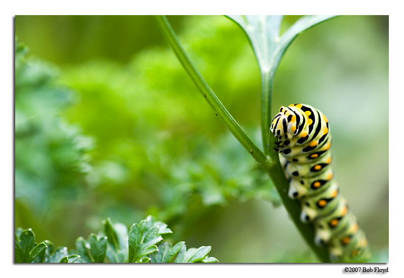 6/24 - Pilfering Parsley