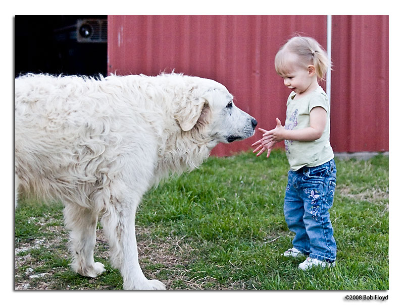 What Big Dog?
