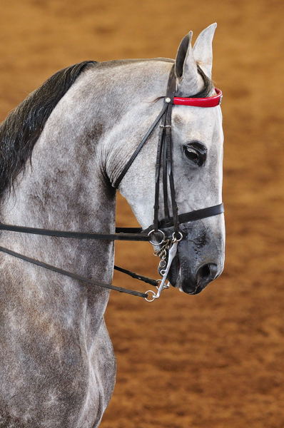 Scottsdale Arabian Horse Show