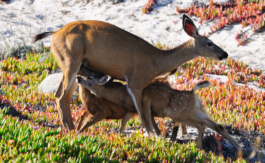 Deer & Deerlings